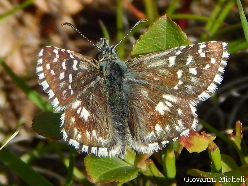 Pyrgus malvoides - Hesperiidae